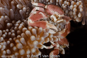 The Battle

Two porcelain crabs competing for the best ... by Peet J Van Eeden 